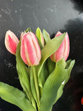 12" Cotton Candy Formosa Tulip Bundle - 4 Flowers & 3 Buds