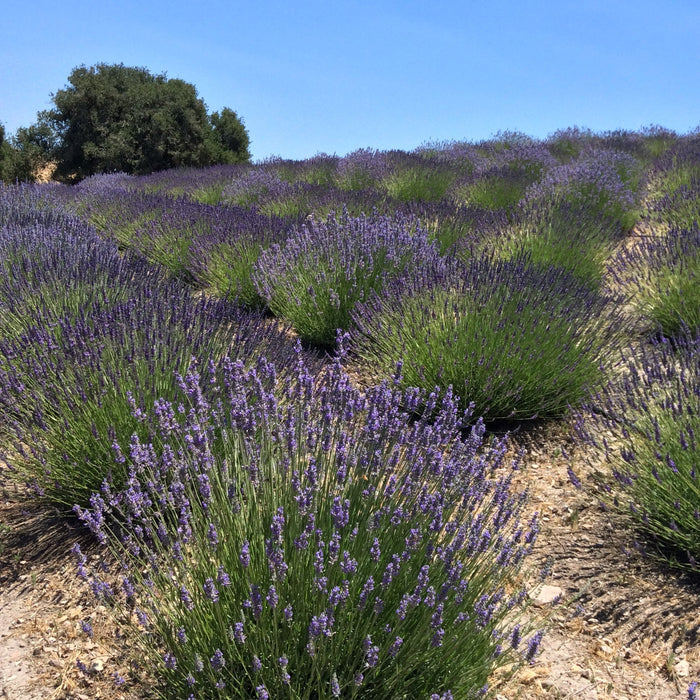 California Baby Certified Organic Lavender Sachet