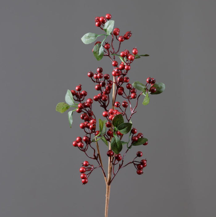 Cranberries Branch