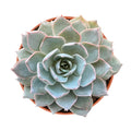 Echeveria Desmetiana de Smelt (4 inch)