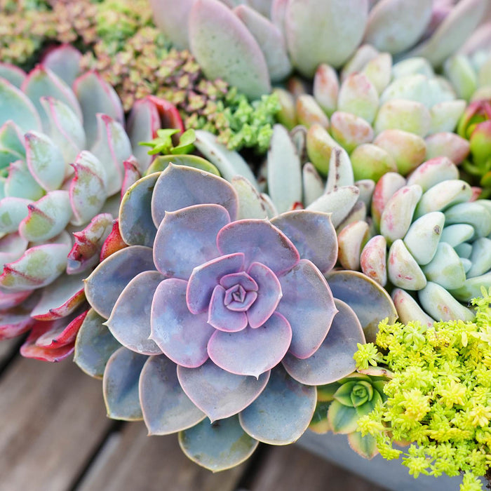 Echeveria 'Perle von Nürnberg' (4 inch)