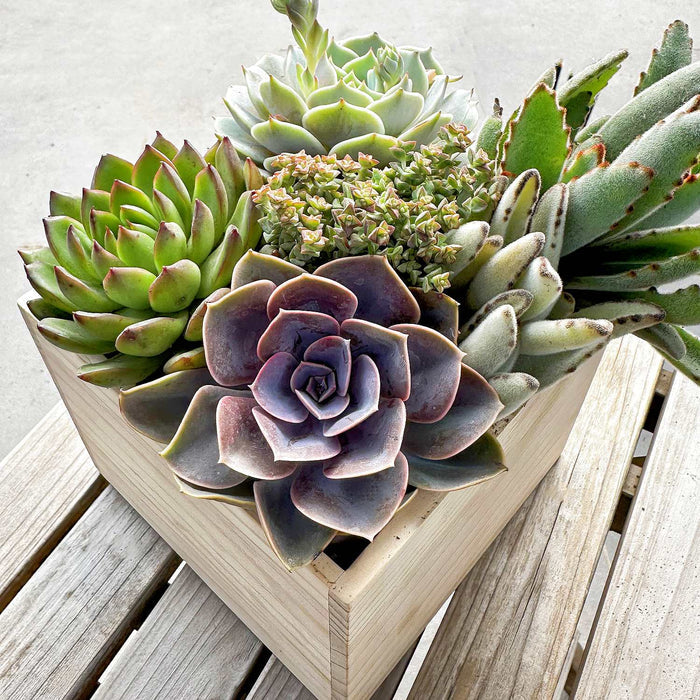 Echeveria 'Perle von Nürnberg' (4 inch)
