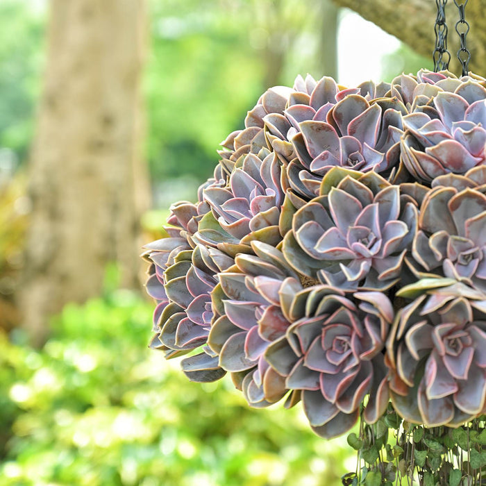 Echeveria 'Perle von Nürnberg' (4 inch)