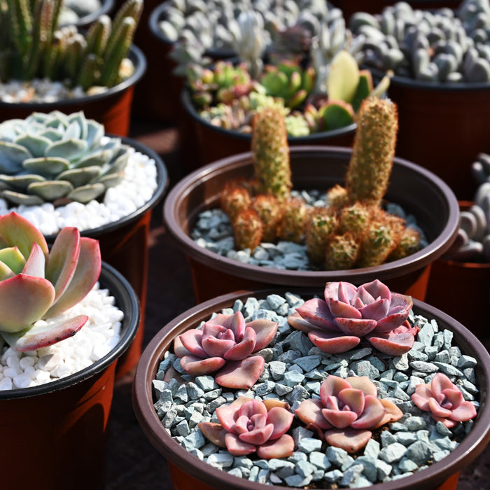 Green Zeolite Rocks for Succulents and Cactus Top Dressing, Soil Amendments