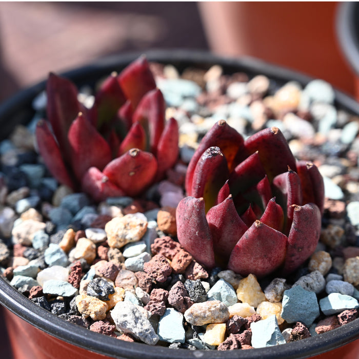 Gritty Mix Rocks for Succulent Top Dressing, Soil Amendments