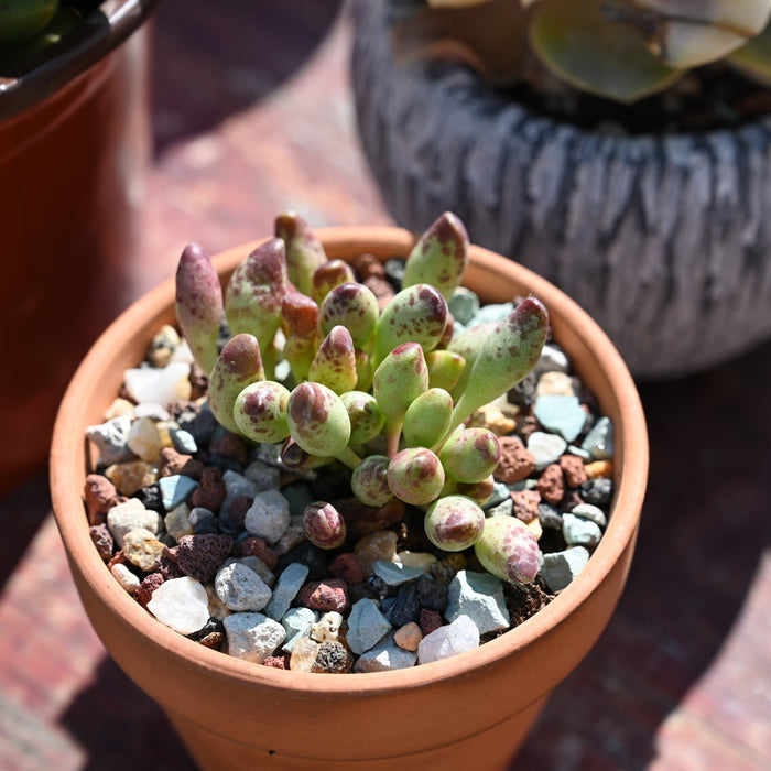 Gritty Mix Rocks for Succulent Top Dressing, Soil Amendments