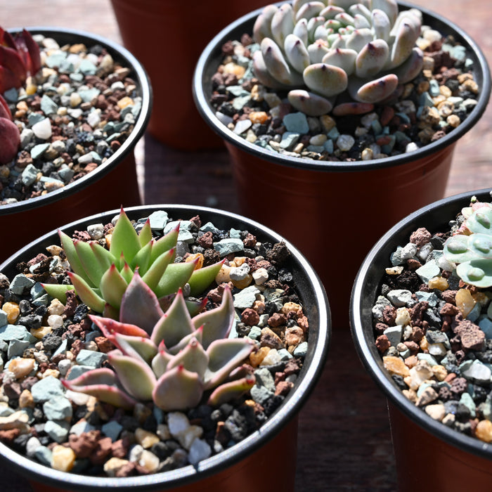 Gritty Mix Rocks for Succulent Top Dressing, Soil Amendments