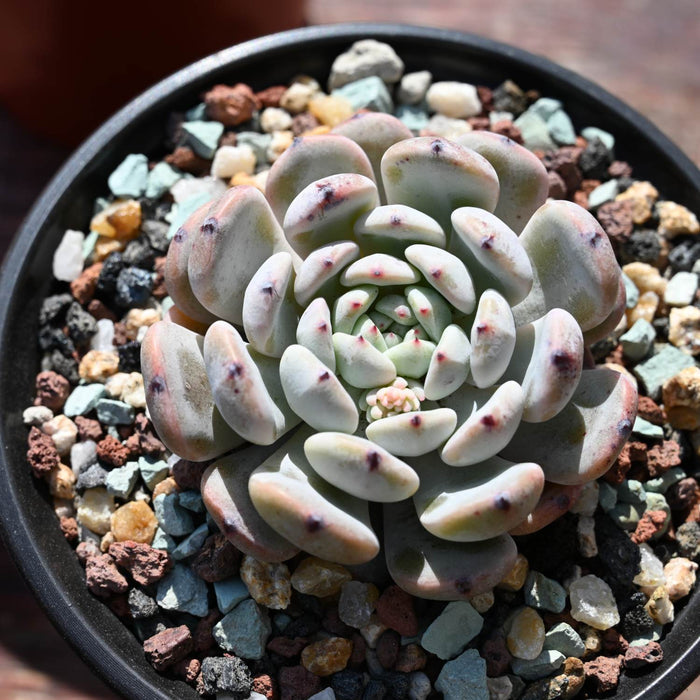 Gritty Mix Rocks for Succulent Top Dressing, Soil Amendments