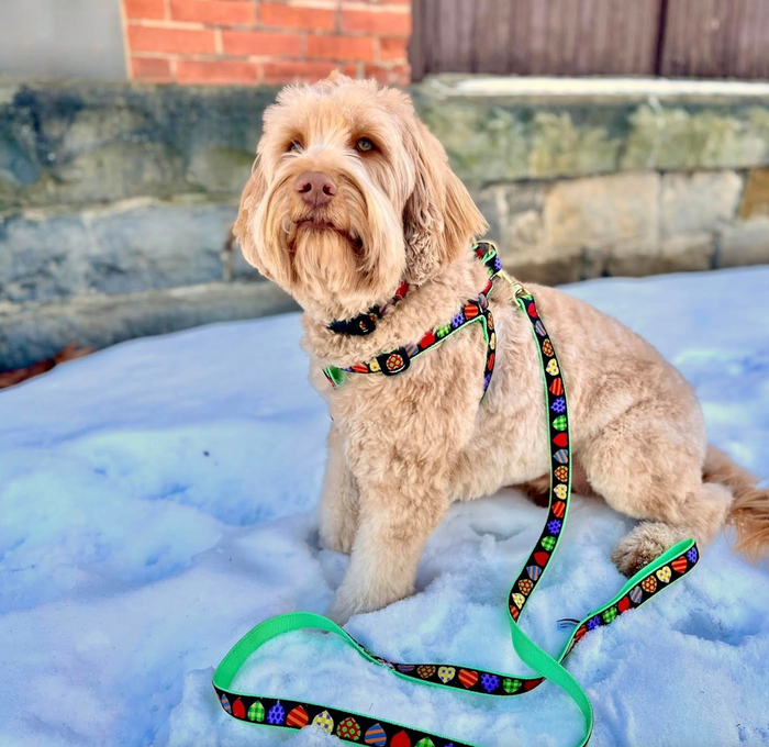 COLORFUL-HEARTS-DOG-COLLAR-LEASH