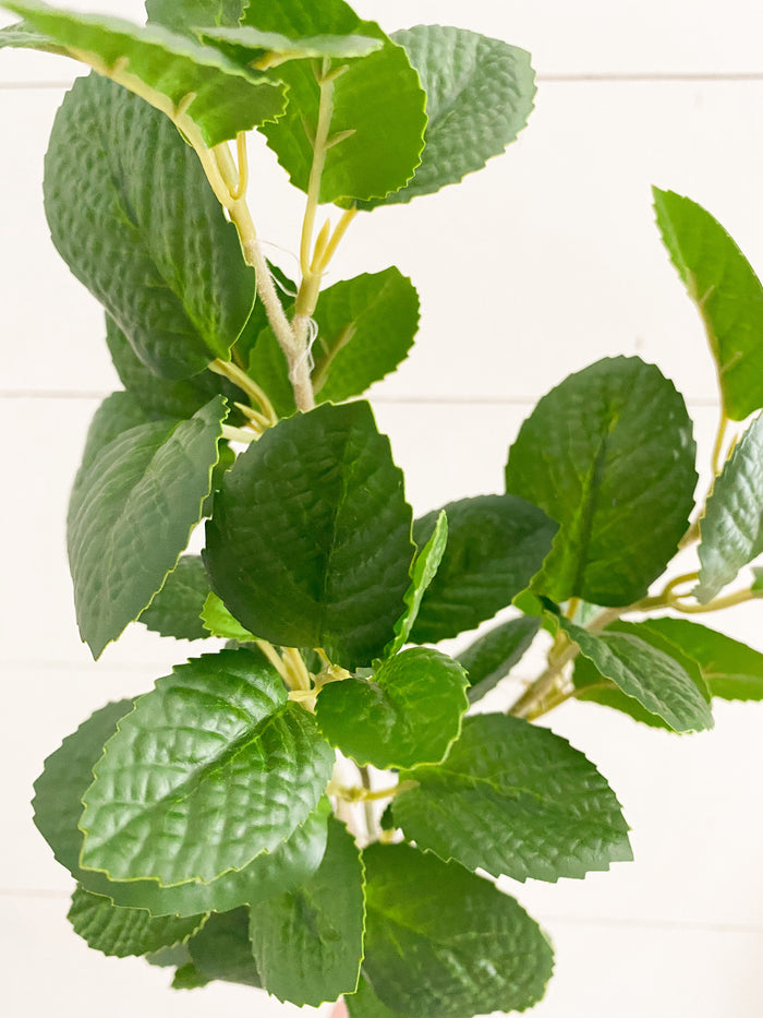 Mint Leaf Stem