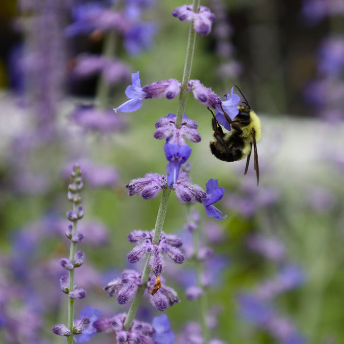Pollinator-friendly Russian Sage attracting bees and butterflies in a sunny garden