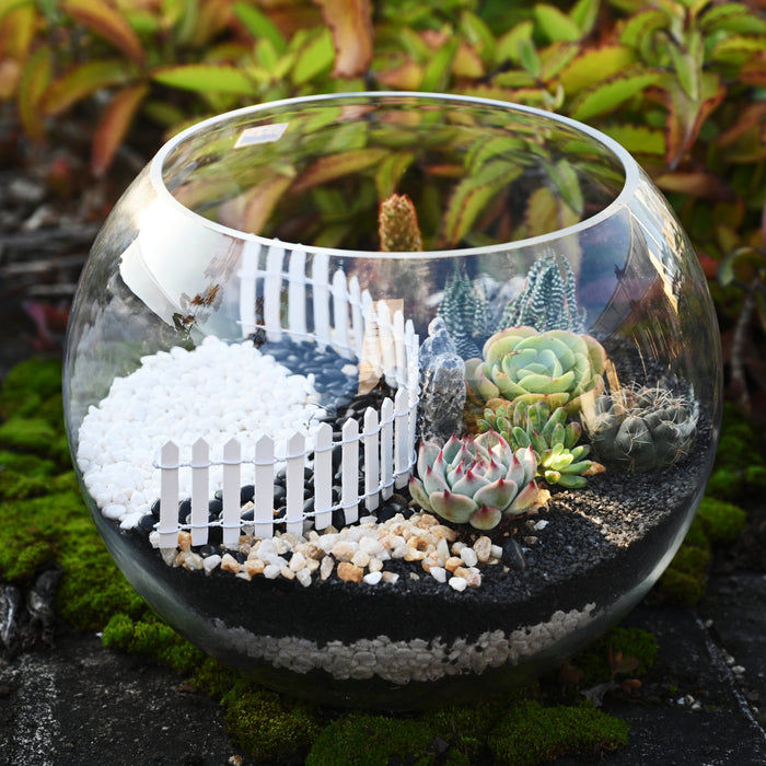 Succulent and Cactus Bonsai DIY Rocks, Black Galaxy