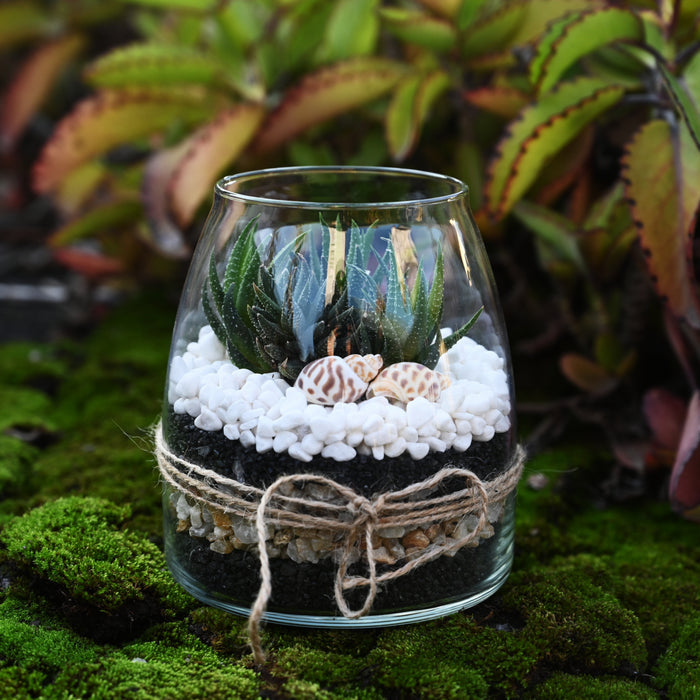 Succulent and Cactus Bonsai DIY Rocks, Black Galaxy