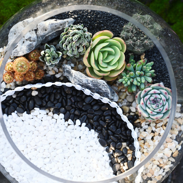 Succulent and Cactus Bonsai DIY Rocks, Black Galaxy