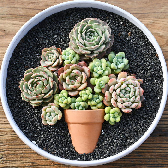Succulent and Cactus Bonsai DIY Rocks, Black Galaxy