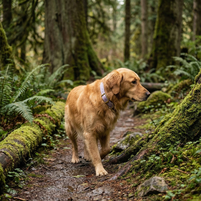 Golden retriever wearing a lavender biothane dog collar on a forest trail