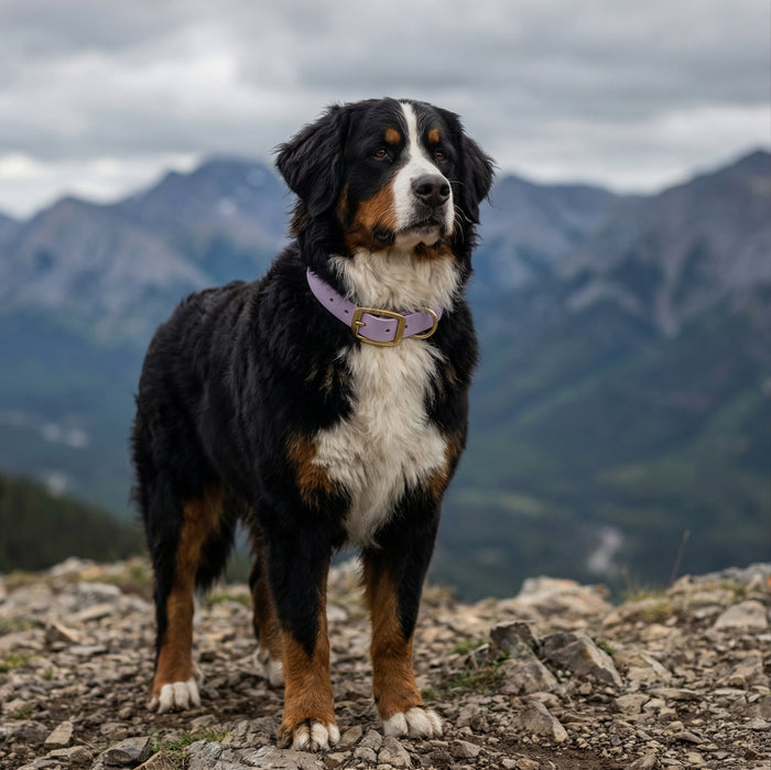 Bernese mountain dog wearing a lavender biothane dog collar in a mountain landscape