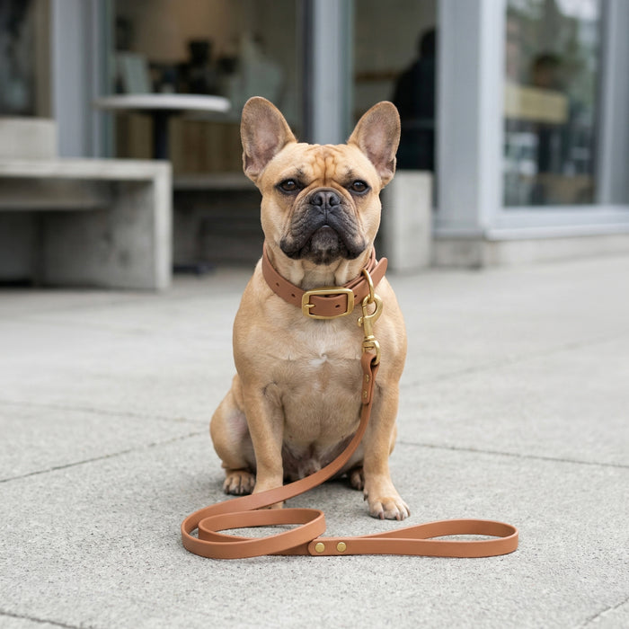 French bulldog sitting on a sidewalk wearing a tan biothane dog leash